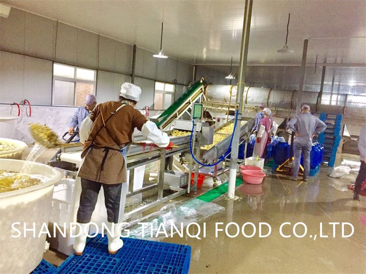 Manufacturer mushroom in drums Manufacturer mushroom in drums