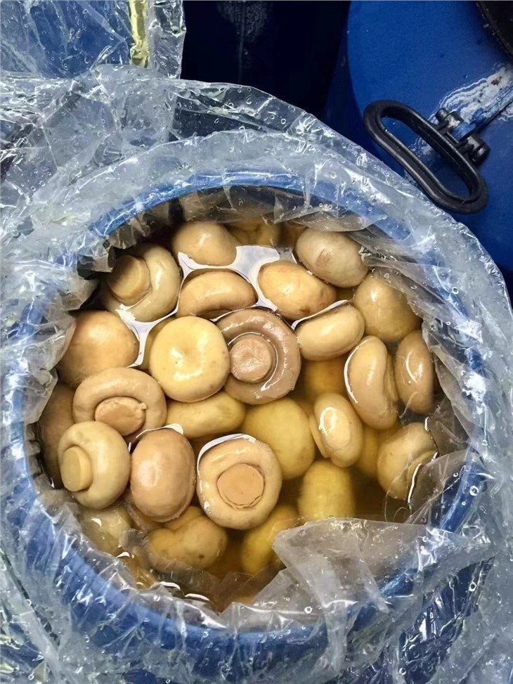 Factory cultivated white champignon mushroom in brine in drums