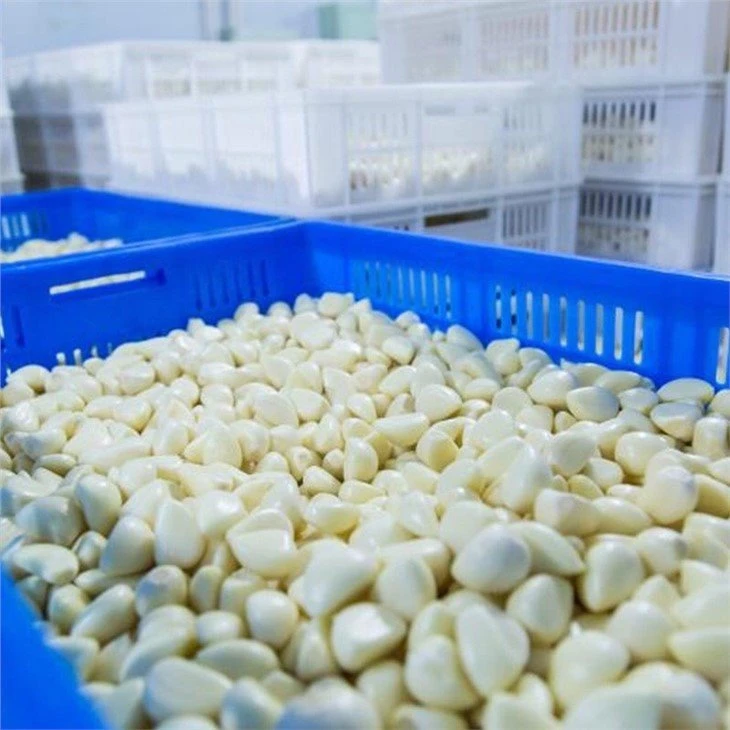 Pickled peeled garlic in salted water in drums