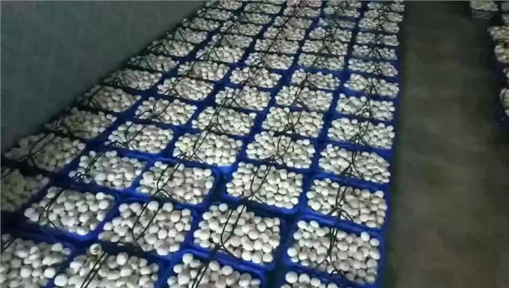 Best fresh white mushroom in brine in drums