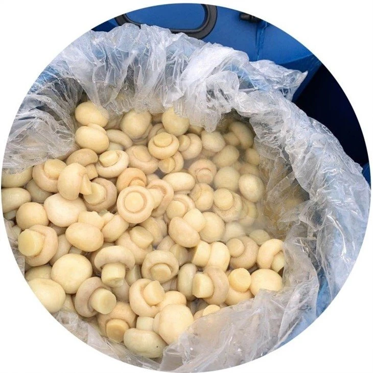 Mushroom in drums champignon
