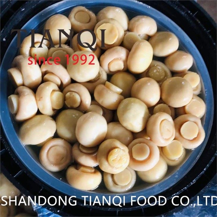 High quality White Mushroom in Brine in Drums